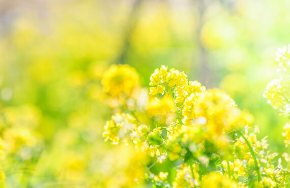 経験者大歓迎！ハイキングツアーなども！春日井周辺でツアーコンダクターとして働くならアドバンス