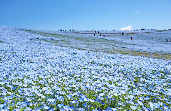 経験者大歓迎！日進市周辺で ハイキングツアーなど添乗員　募集中！